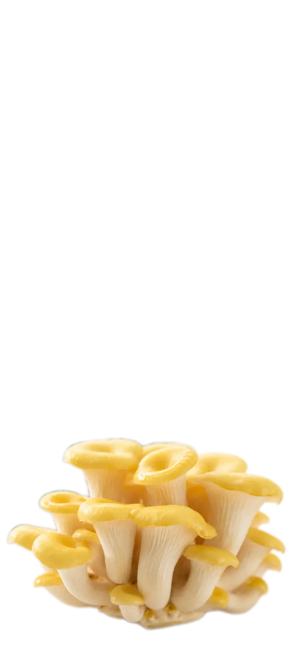TAMOGI MEDICA たもぎ茸サプリメント